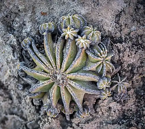 Closeup of habitat plant
