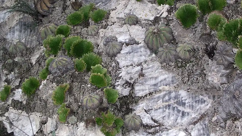 Plants growing in habitat along with Selaginella gypsophila