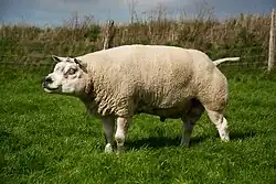 a ram