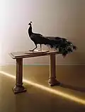 Peacock, 1999 Israel Museum Collection