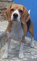 A Beagle known as Beth