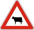 А21 Cattle