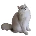 British Semi-longhair