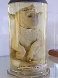 A pig at the Hunterian Museum, Glasgow