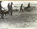 Australian Army staff bringing goats onto the island for mustard gas chemical weapon testing