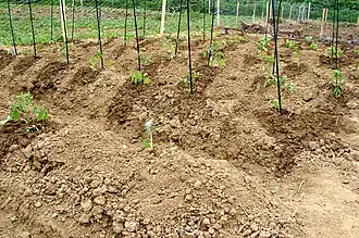 Plot