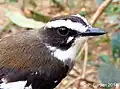 Buff-sided robin: detail of the head, eastern Northern Territory