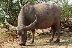 Water Buffalo