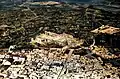 a photo of Baalbek taken in the 1960s with the mosque's columns visible in the right corner opposite of the Roman ruins