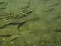 Perch abound in rivers and restaurants