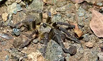 Juvenile
