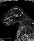 Radiography of the baboon mummy. The animal is wrapped in a variety of linens. They are for the most part hidden under a coating of resinous substances, thus only some fabrics can be identified. They are visible through gaps at the shoulder, arms, and knees.[23]