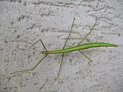 Female stick insect