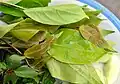 Bai makok, name for leaves of Spondias mombin in Thai