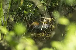 Baillon's crake, Italy
