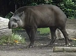 South American tapir