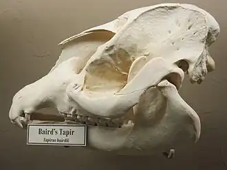 Baird's tapir skull