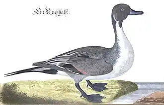 Pintail