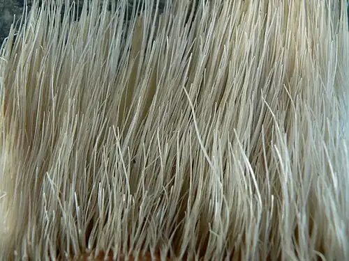 Baleen from a mysticete cetacean