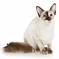 Javanese or Colorpoint Longhair