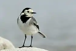 White wagtail, Novi Ligure, Piedmont
