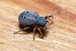 female B. rufipes from France