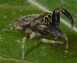 female B. segmentatus