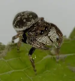 male B. segmentatus