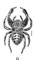 Drawing of B. variegatus (1895)
