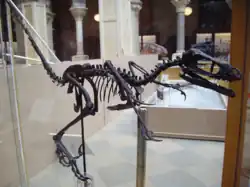 Restored skeleton in Oxford University Museum