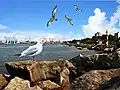 Coast of Bandar-e Anzali
