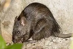 Brown rat