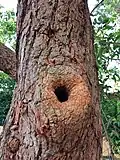 Hole in a Eucalyptus tree used as a nest by Lorikeets.