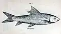 Bangana diplostoma (Heckel, 1838), illustrated by Reginald Beavan