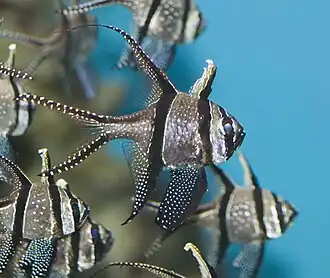 Cardinalfish swim in schools for protection against trevally.
