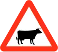 Cattle ahead