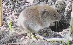 The bank vole ("Myodes glareolus") lives in woodland areas in Europe and Asia.