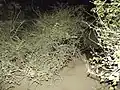 Inside the forest at night.