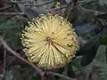 Top end of flower spike