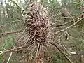 Mature infructescence