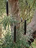 Banksia attenuata, 19 October 2007