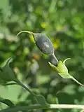 Fruit