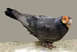 Black Barb