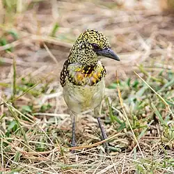 At Tarangire, Tanzania