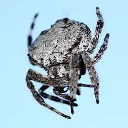 Caerostris sp.