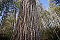 Eucalypt bark