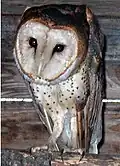 Barn owl, heavily spotted