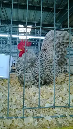 Barred cock