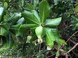 Fruit of B.&nbsp;asiatica