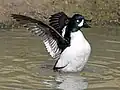 Male